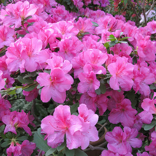 Azalea Floramore Lavender in Trade Gallon