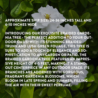 Braided Gardenia