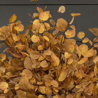 Brown and Yellow Eucalyptus Bundle