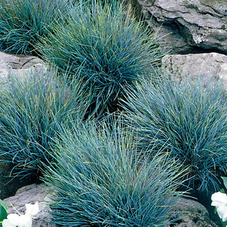 Fescus Grass Elijah Blue