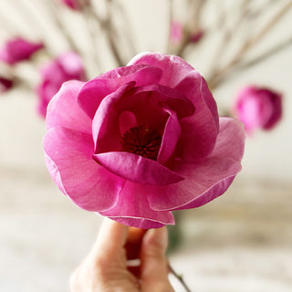 Tulip Magnolia Flower Tree Branches