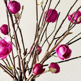 Tulip Magnolia Flower Tree Branches