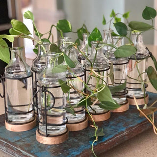 5 Vase Propagation Station