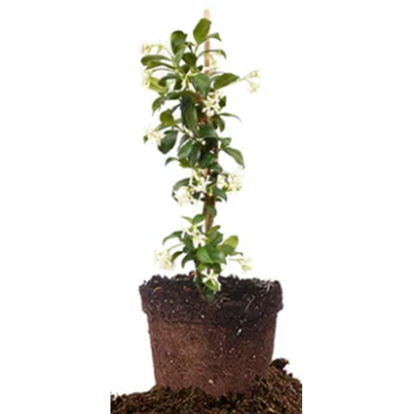 Potted Jasmine