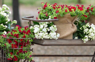 HUGE Rustic Bicycle Planter