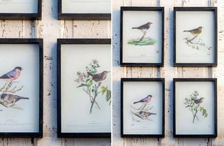 Framed Vintage Bird Prints  Set of 4