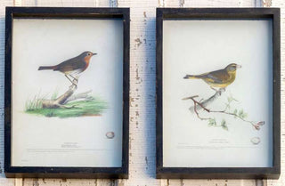 Framed Vintage Bird Prints  Set of 4