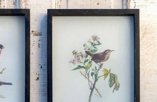 Framed Vintage Bird Prints  Set of 4