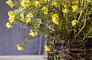 Floral Plant with Twig Basket